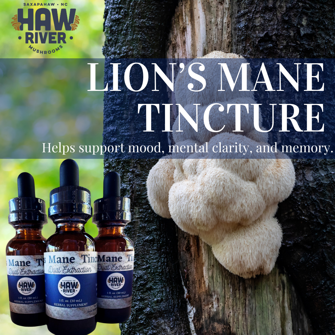 Lion's Mane Tincture