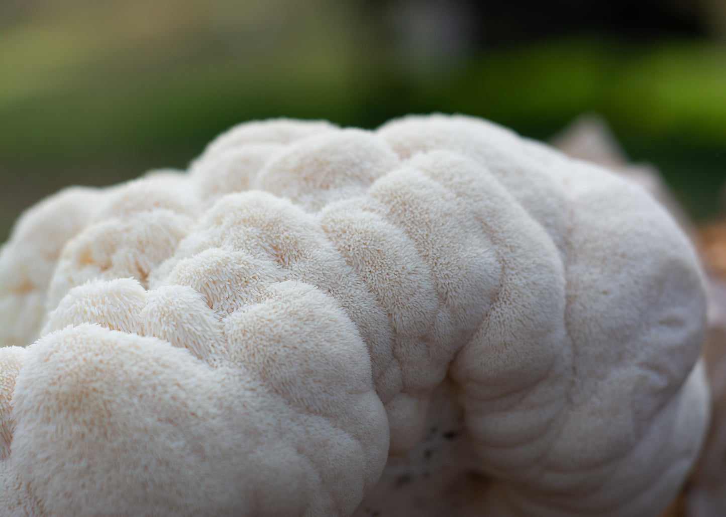 Lion's Mane Mushroom