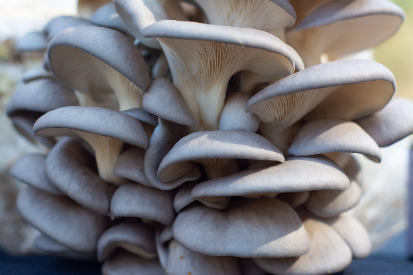 Blue Oyster Mushroom